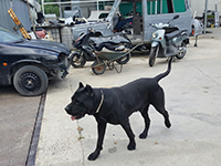 cane corso nero focato